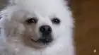 Sobachko_Bot