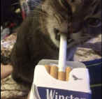 WizzER.. WizzER..