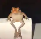 stilax