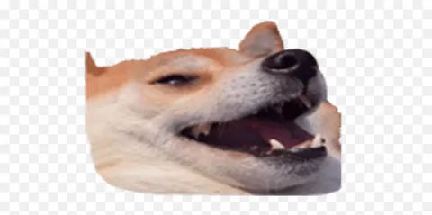 W1zyyn W1zyyn