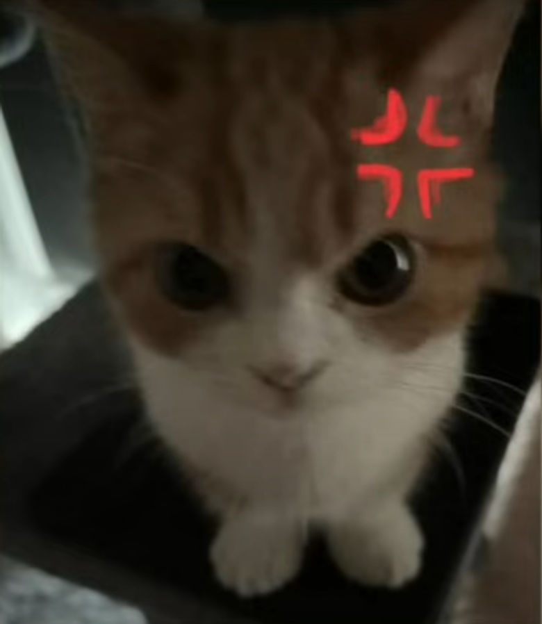 MurkaCat MurkaCat