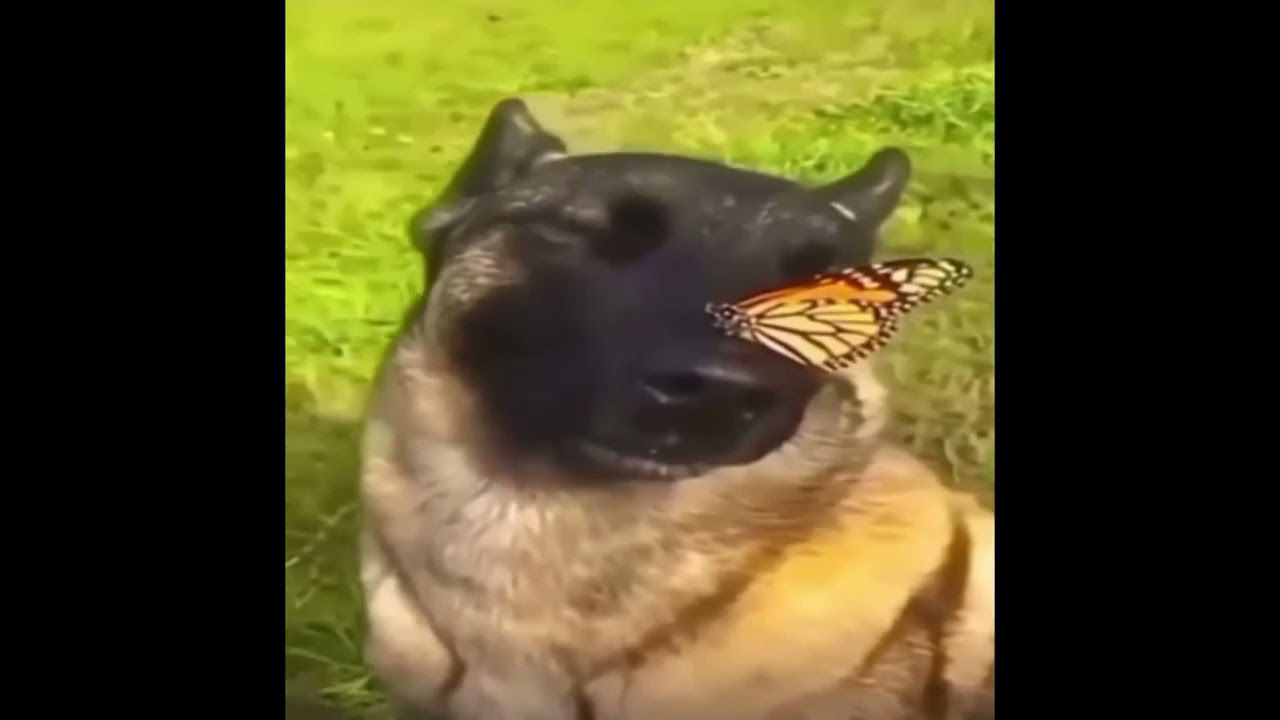 MEFEDRONSHIK