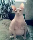 шмопа