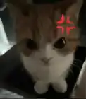 Murka_Cat