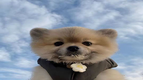 gomoDRILL