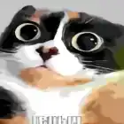 котость
