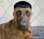 ansarikpivazavr
