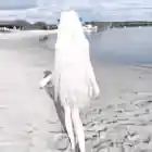 dangerrs
