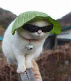 Ａｎｉａシｘａｎ