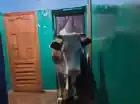ram266