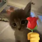 i_looooooovecat_1
