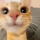 catenj.yer1337