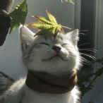Prose0
