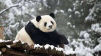 Pandenesh