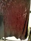 Vac Cine